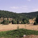 Juniperus sabina